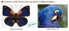 ファルキドンアグリアスとスミレコンゴウインコ